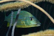 Haemulon-sciurus Grogneur a lignes bleues-Bonaire Small wall-6m-20180219-Denis-ADER-DSC_6785_tn